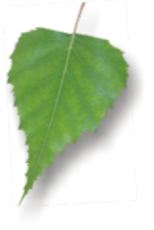 Eco Cleaning Sevices
